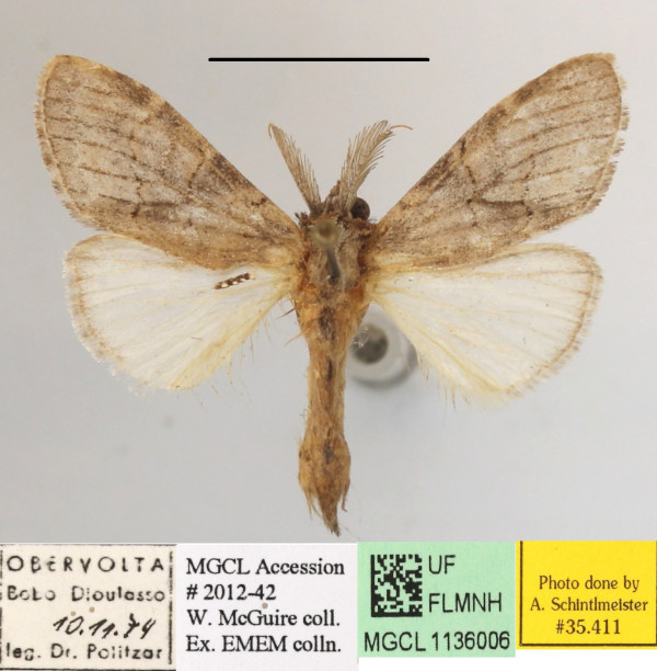 /filer/webapps/moths/media/images/G/grisescens_Pararhenea_A_MGCLa_02.JPG