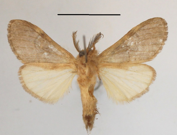 /filer/webapps/moths/media/images/G/grisescens_Pararhenea_A_MGCLb_01.JPG