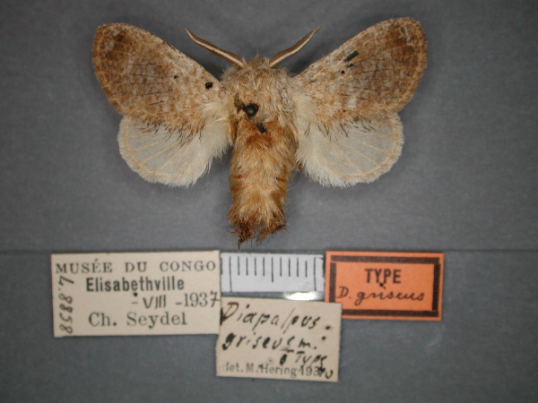 /filer/webapps/moths/media/images/G/griseus_Diapalpus_HT_RMCA_01.jpg