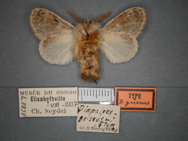 /filer/webapps/moths/media/images/G/griseus_Diapalpus_HT_RMCA_02.jpg