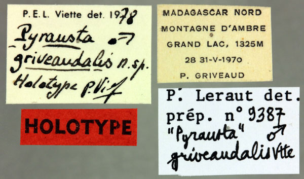 /filer/webapps/moths/media/images/G/griveaudalis_Pyrausta_HT_MNHNl.jpg