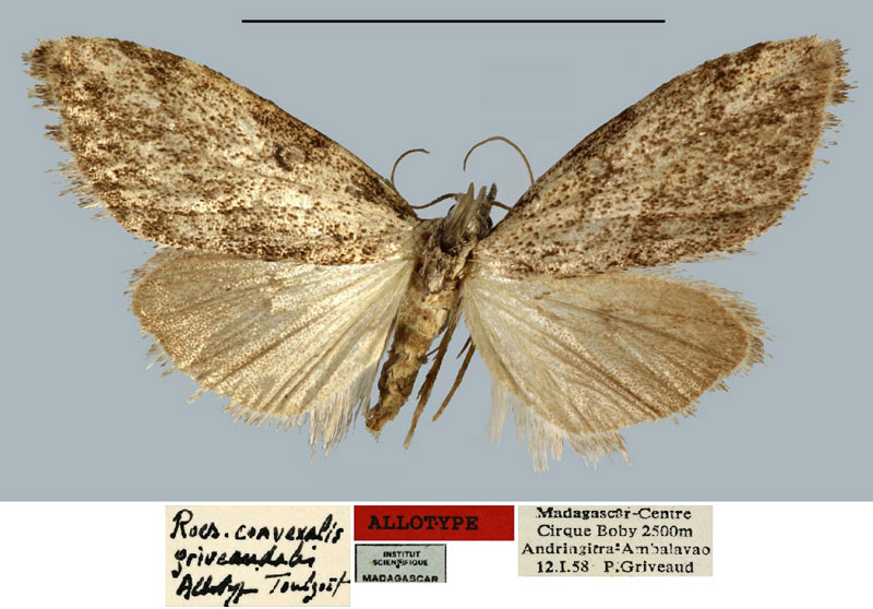 /filer/webapps/moths/media/images/G/griveaudalis_Roeselia_AT_MNHN.jpg