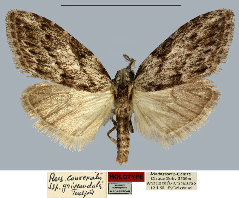 /filer/webapps/moths/media/images/G/griveaudalis_Roeselia_HT_MNHN.jpg