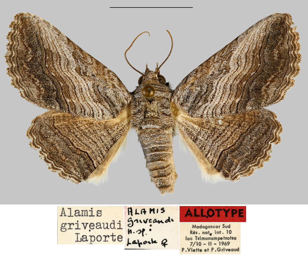 /filer/webapps/moths/media/images/G/griveaudi_Alamis_AT_MNHN.jpg
