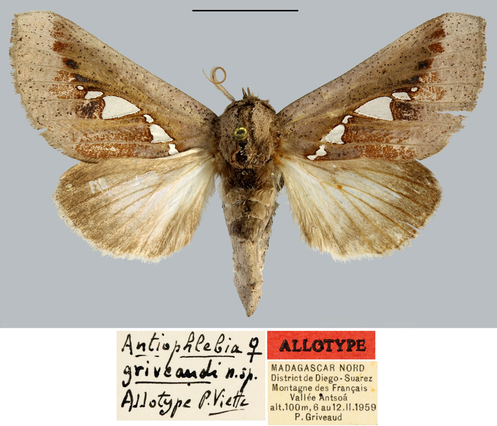 /filer/webapps/moths/media/images/G/griveaudi_Antiophlebia_AT_MNHN.jpg