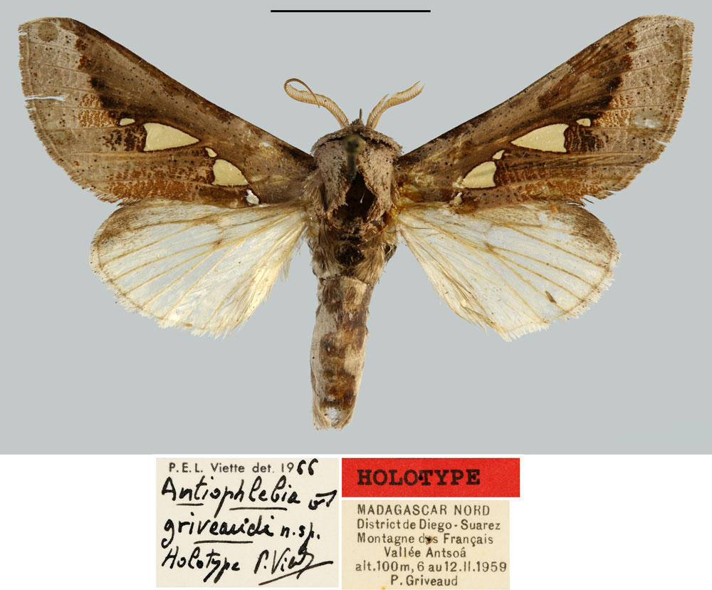 /filer/webapps/moths/media/images/G/griveaudi_Antiophlebia_HT_MNHN.jpg