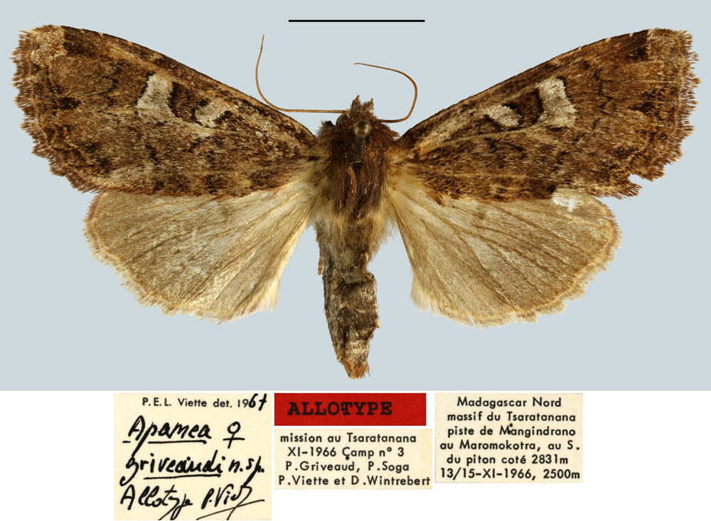 /filer/webapps/moths/media/images/G/griveaudi_Apamea_AT_MNHN.jpg
