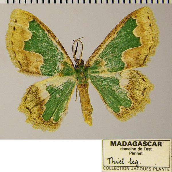 /filer/webapps/moths/media/images/G/griveaudi_Archichlora_AM_ZSMa.jpg