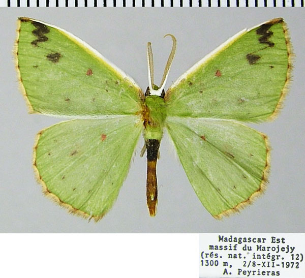 /filer/webapps/moths/media/images/G/griveaudi_Blechroneromia_AM_ZSMa.jpg