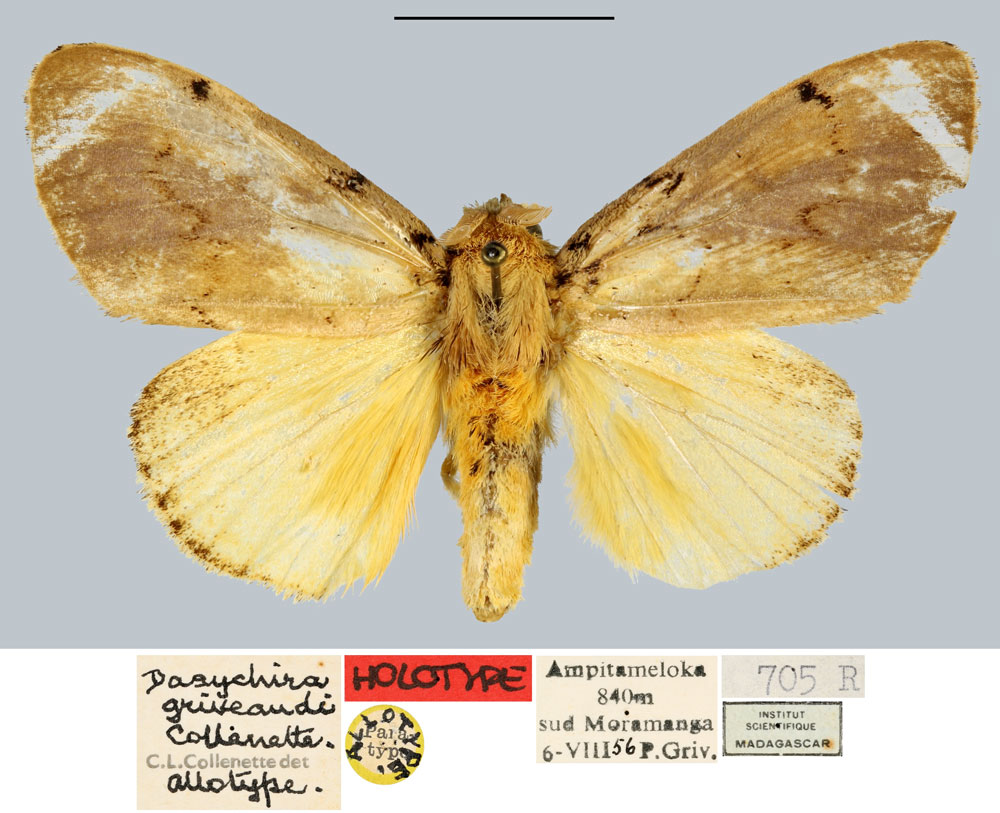 /filer/webapps/moths/media/images/G/griveaudi_Dasychira_AT_MNHN.jpg