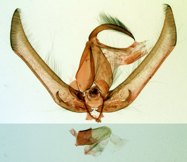 /filer/webapps/moths/media/images/G/griveaudi_Epicausis_GMHT_MNHN_3922.jpg