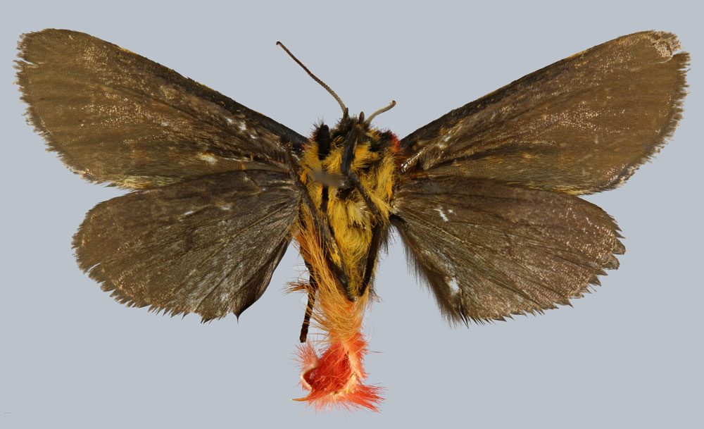/filer/webapps/moths/media/images/G/griveaudi_Epicausis_HT_MNHNb.jpg