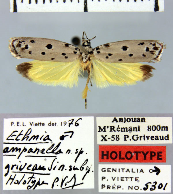 /filer/webapps/moths/media/images/G/griveaudi_Ethmia_HT_MNHN.jpg