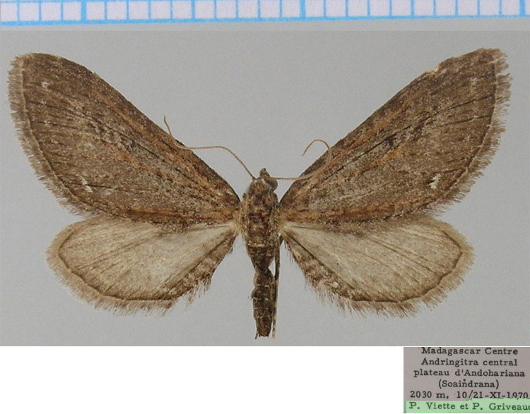 /filer/webapps/moths/media/images/G/griveaudi_Eupithecia_AF_ZSM.jpg