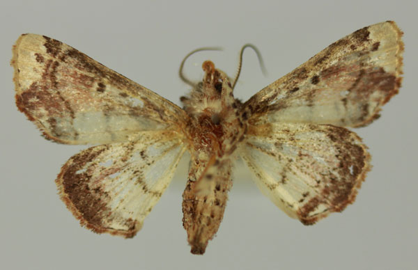 /filer/webapps/moths/media/images/G/griveaudi_Eutelia_AM_MNHN_01b.jpg