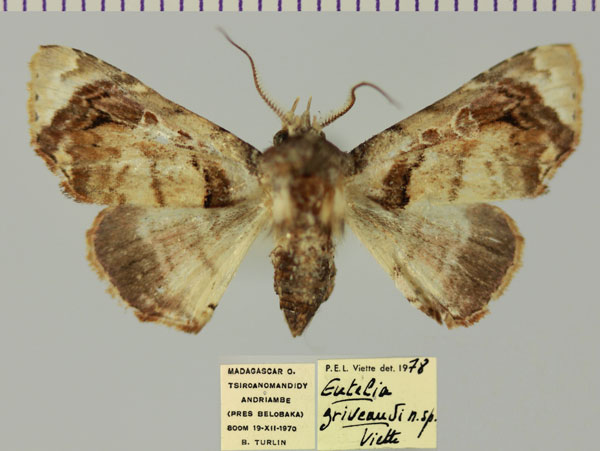 /filer/webapps/moths/media/images/G/griveaudi_Eutelia_AM_MNHN_02.jpg