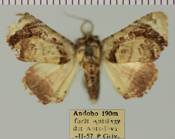 /filer/webapps/moths/media/images/G/griveaudi_Eutelia_AM_MNHN_03.jpg