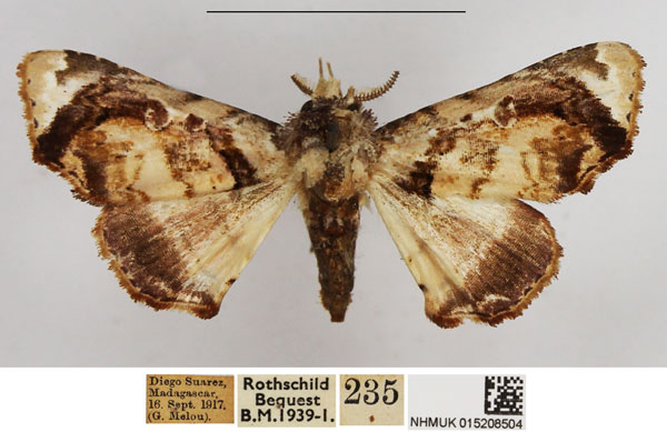 /filer/webapps/moths/media/images/G/griveaudi_Eutelia_AM_NHMUK.jpg