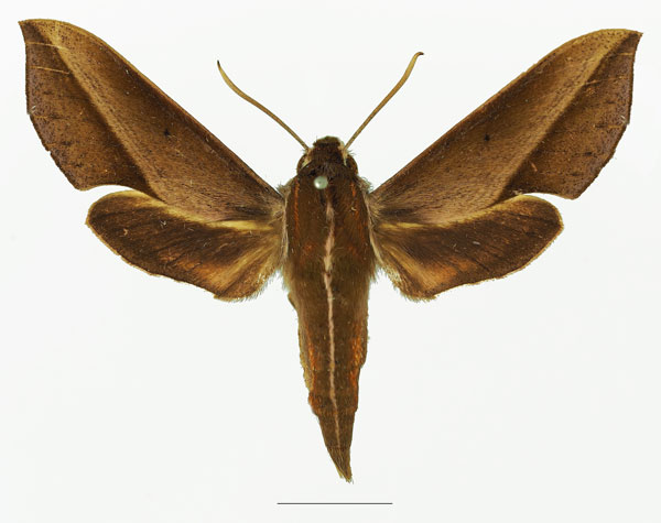 /filer/webapps/moths/media/images/G/griveaudi_Hippotion_AF_Basquina.jpg