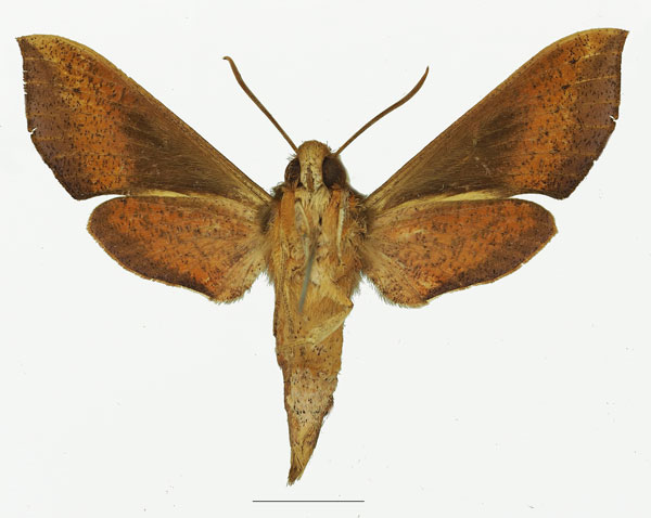 /filer/webapps/moths/media/images/G/griveaudi_Hippotion_AF_Basquinb.jpg