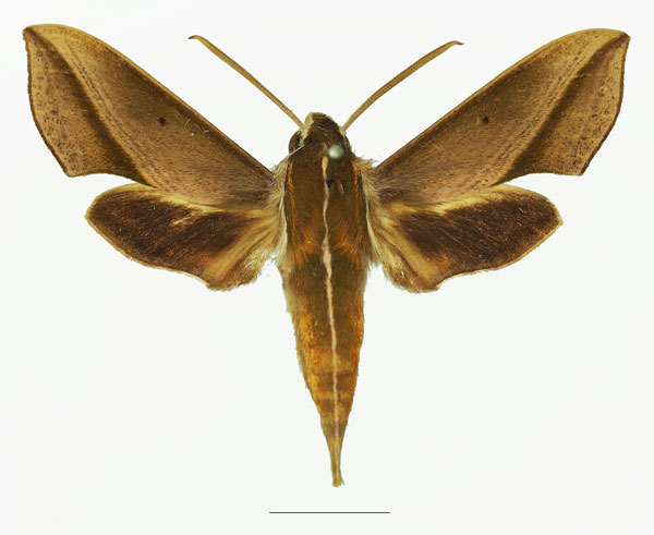 /filer/webapps/moths/media/images/G/griveaudi_Hippotion_AM_Basquina.jpg