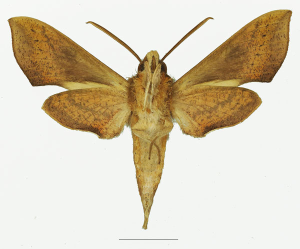 /filer/webapps/moths/media/images/G/griveaudi_Hippotion_AM_Basquinb.jpg