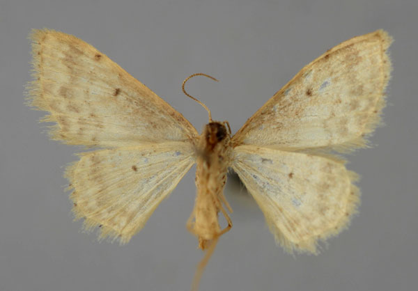 /filer/webapps/moths/media/images/G/griveaudi_Idaea_A_ZSM_02.jpg