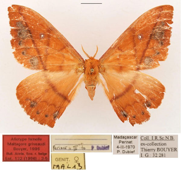 /filer/webapps/moths/media/images/G/griveaudi_Maltagorea_AT_RBINS_01.jpg