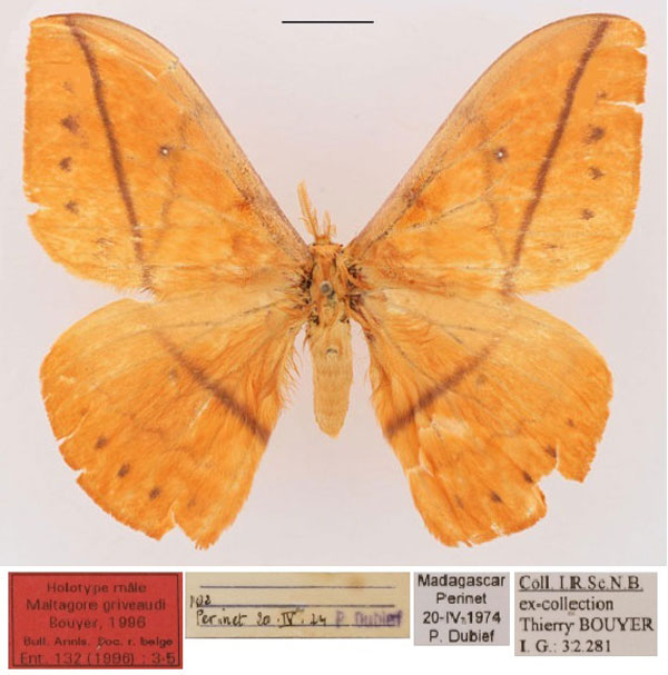 /filer/webapps/moths/media/images/G/griveaudi_Maltagorea_HT_RBINS_01.jpg