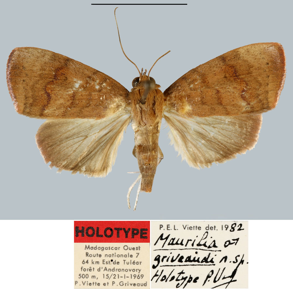 /filer/webapps/moths/media/images/G/griveaudi_Maurilia_HT_MNHN.jpg