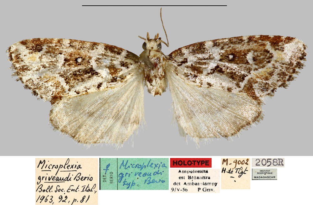 /filer/webapps/moths/media/images/G/griveaudi_Microplexia_HT_MNHN.jpg