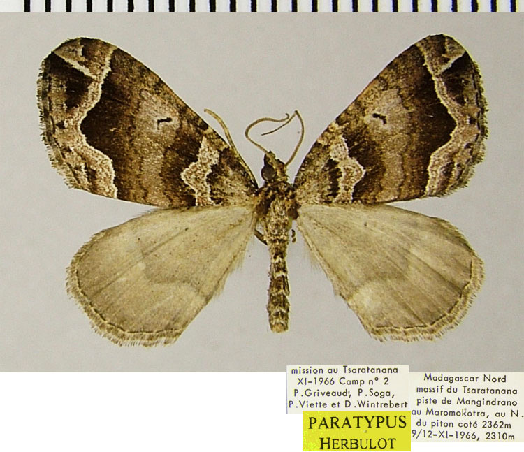 /filer/webapps/moths/media/images/G/griveaudi_Mimoclystia_PTM_ZSMa.jpg