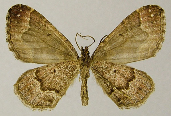 /filer/webapps/moths/media/images/G/griveaudi_Mimoclystia_PTM_ZSMb.jpg