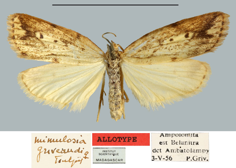 /filer/webapps/moths/media/images/G/griveaudi_Mimulosia_AT_MNHN.jpg