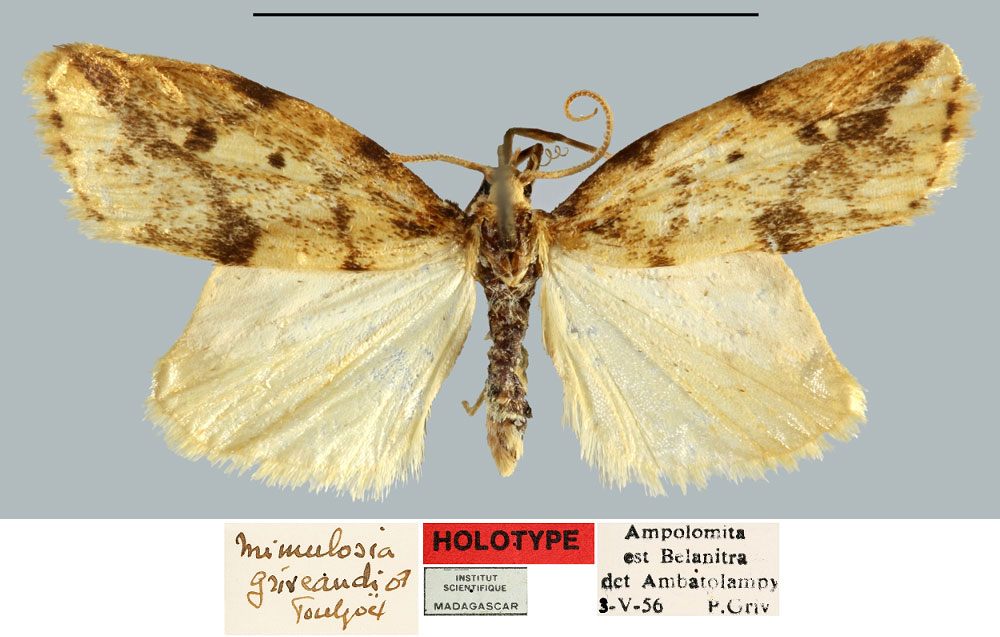 /filer/webapps/moths/media/images/G/griveaudi_Mimulosia_HT_MNHN.jpg