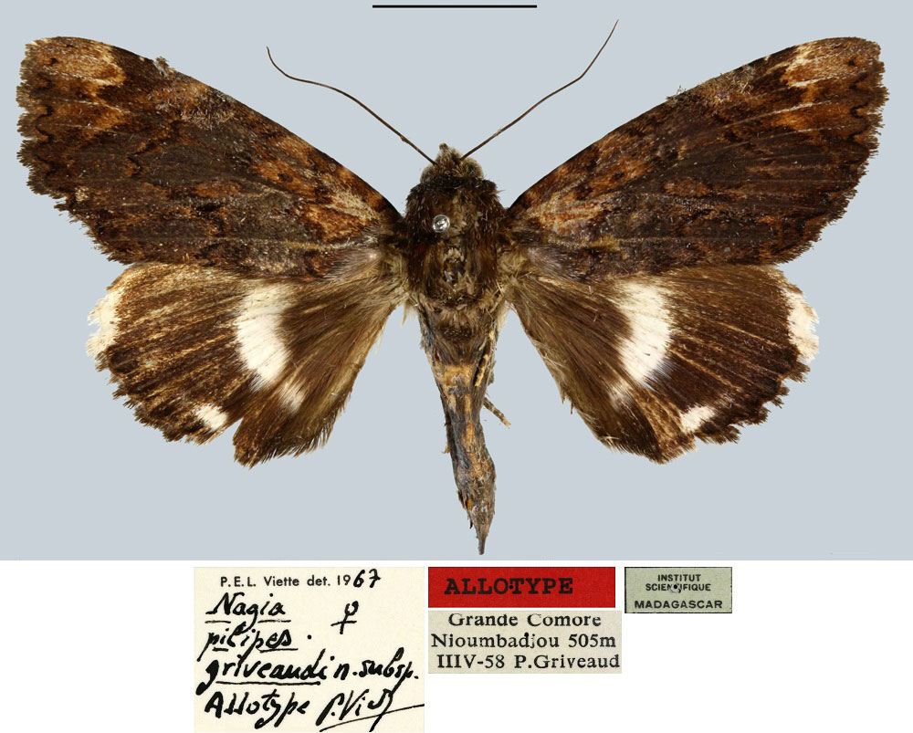 /filer/webapps/moths/media/images/G/griveaudi_Nagia_AT_MNHN.jpg