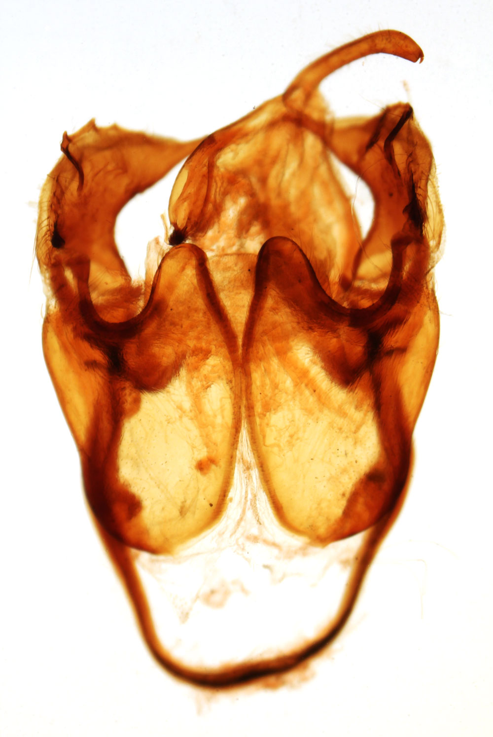 /filer/webapps/moths/media/images/G/griveaudi_Phryganopteryx_GMHT_MNHN_9006.jpg
