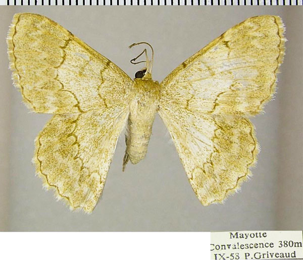 /filer/webapps/moths/media/images/G/griveaudi_Pingasa_AF_ZSM.jpg
