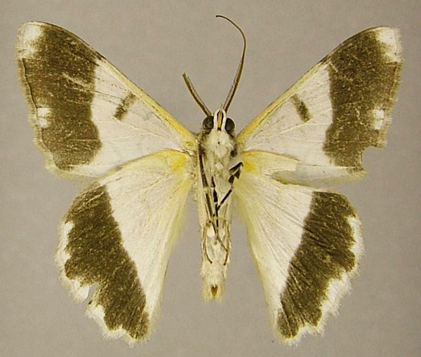 /filer/webapps/moths/media/images/G/griveaudi_Pingasa_AM_ZSMb.jpg