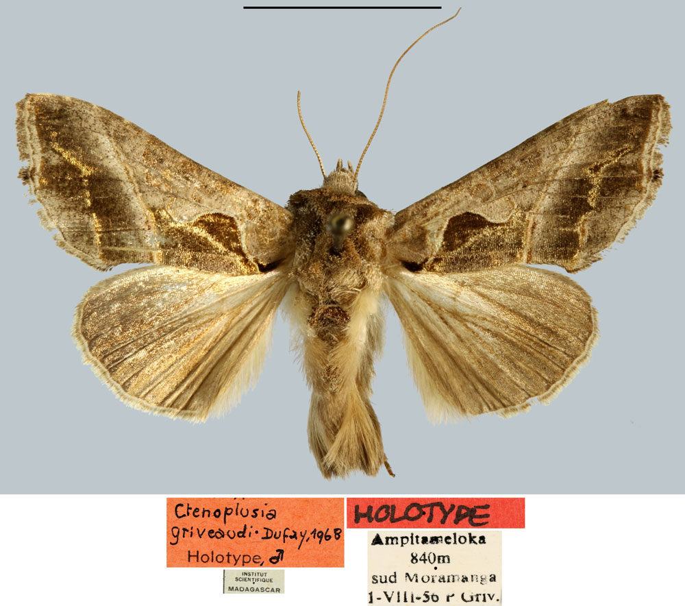 /filer/webapps/moths/media/images/G/griveaudi_Plusia_HT_MNHN.jpg