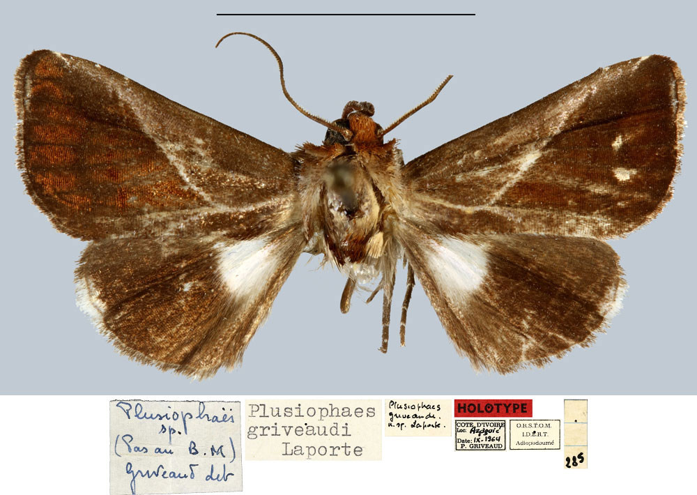 /filer/webapps/moths/media/images/G/griveaudi_Plusiophaes_HT_MNHN.jpg