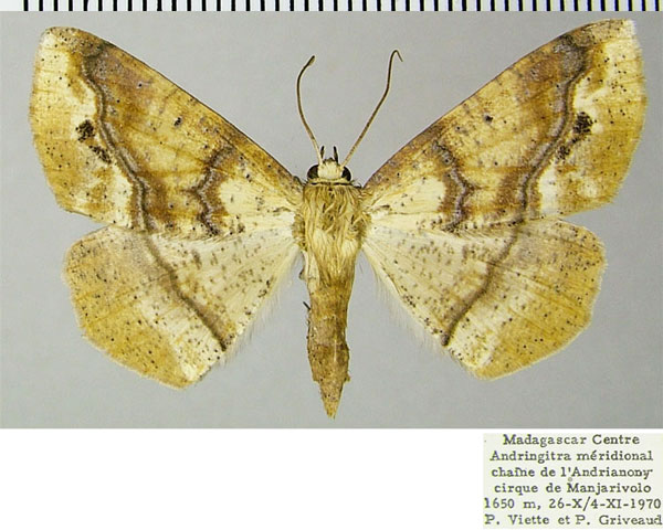 /filer/webapps/moths/media/images/G/griveaudi_Psilocerea_AF_ZSM.jpg
