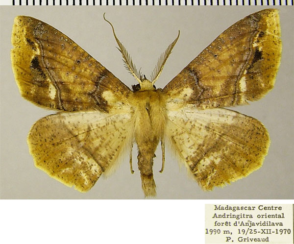 /filer/webapps/moths/media/images/G/griveaudi_Psilocerea_AM_ZSM.jpg