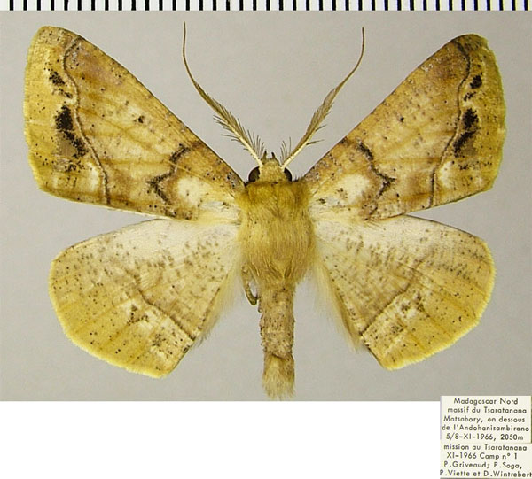 /filer/webapps/moths/media/images/G/griveaudi_Psilocerea_AM_ZSMa.jpg