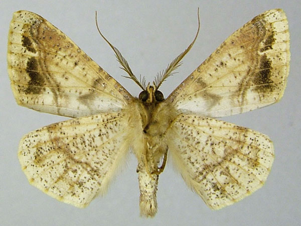 /filer/webapps/moths/media/images/G/griveaudi_Psilocerea_AM_ZSMb.jpg