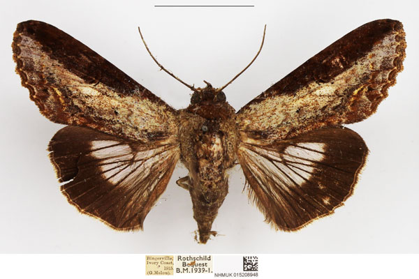 /filer/webapps/moths/media/images/G/griveaudi_Stictoptera_AM_NHMUK_01.jpg