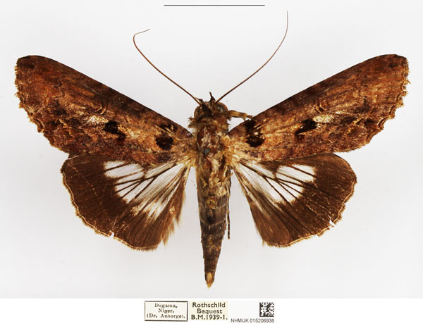/filer/webapps/moths/media/images/G/griveaudi_Stictoptera_AM_NHMUK_02.jpg