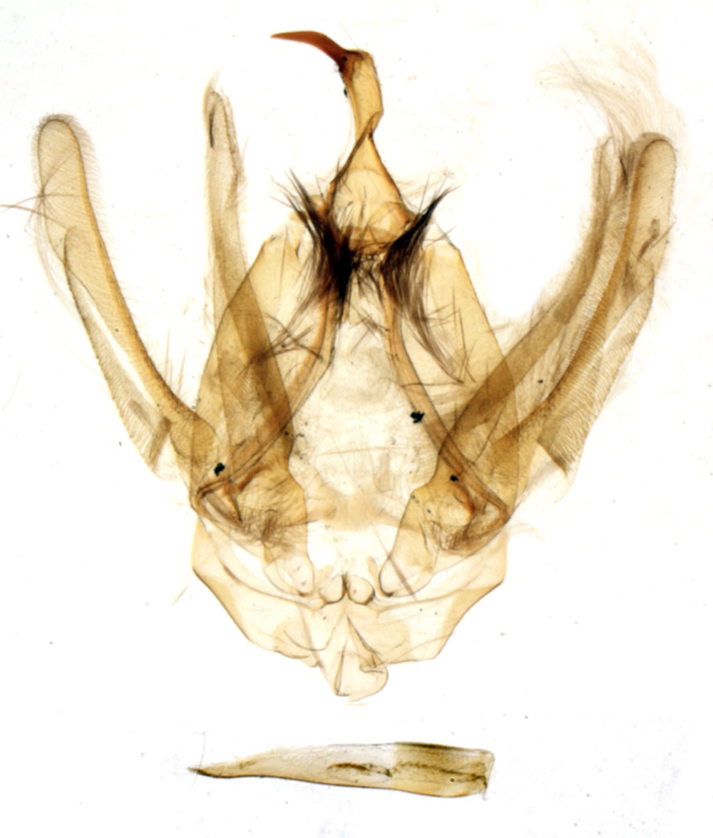 /filer/webapps/moths/media/images/G/griveaudi_Stictoptera_GMHT_MNHN_158.jpg