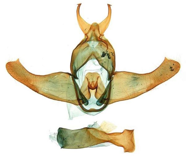 /filer/webapps/moths/media/images/G/griveaudi_Torodora_GMHT_MNHN.jpg