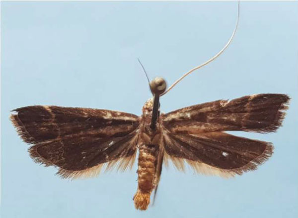 /filer/webapps/moths/media/images/G/griveaudi_Torodora_HT_MNHN.jpg